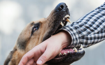 How Long Does it Take to Get a Settlement for a Dog Bite Injury in Texas?